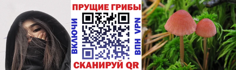 как найти наркотики  shop формула  Галлюциногенные грибы Magic Shrooms  Петрозаводск 